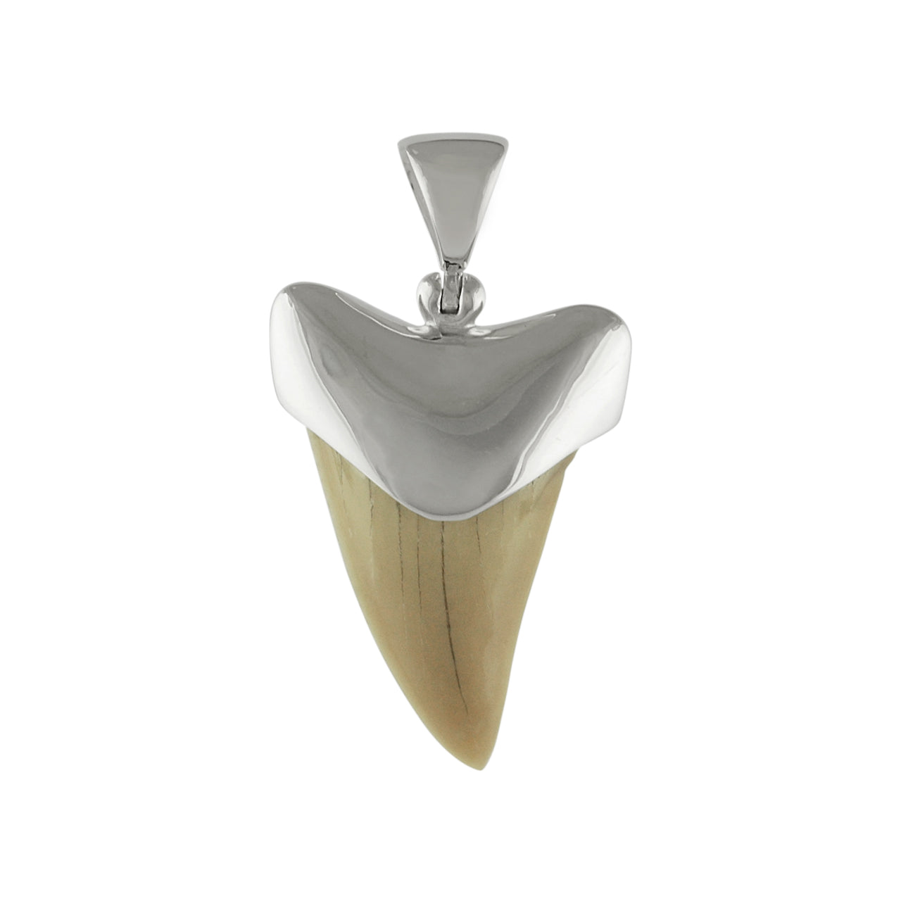 21-22 mm White fossil shark tooth pendant