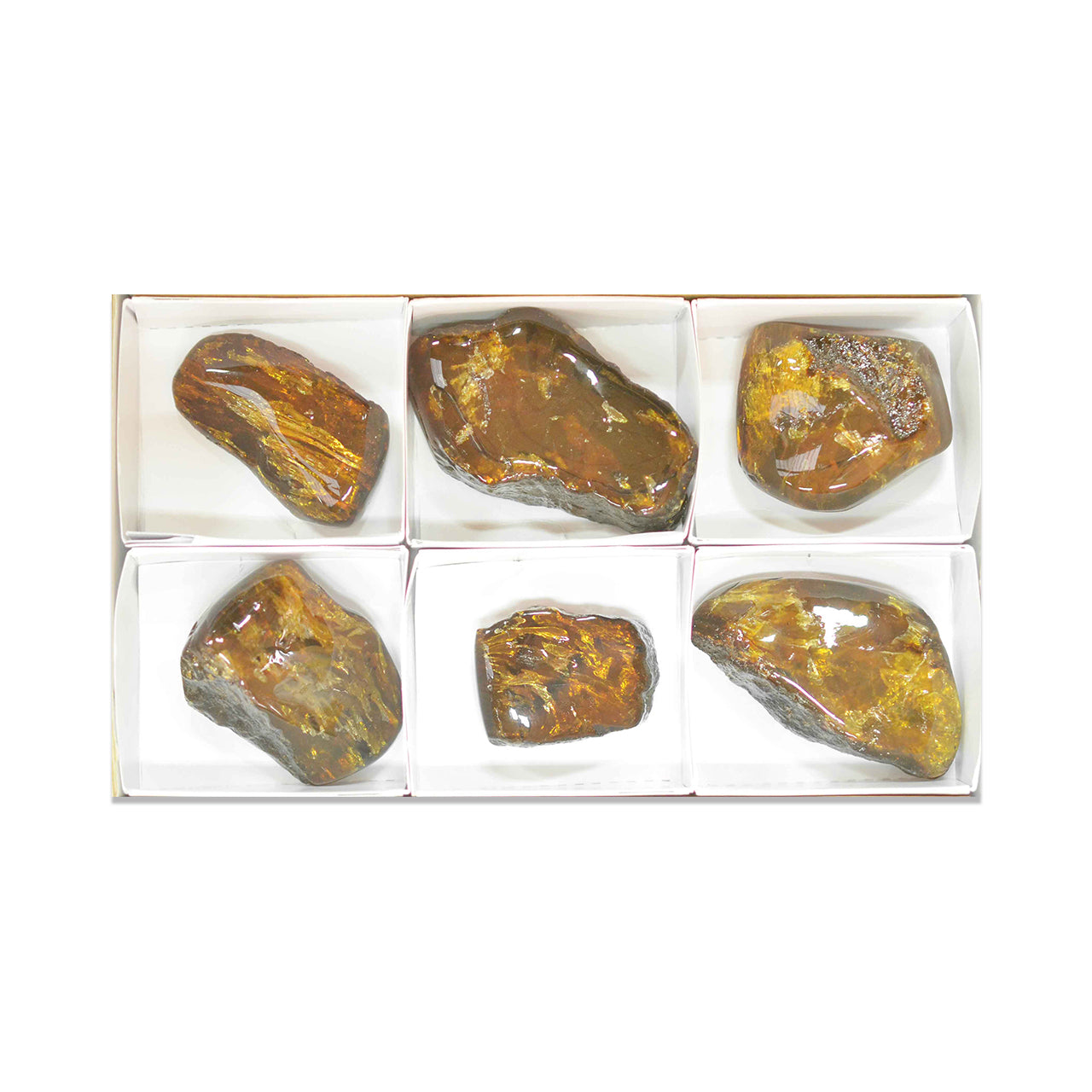 Second alternate front view of six polished Lion’s Mane Sumatra Amber collector pieces arranged in a white flat box with dividers.