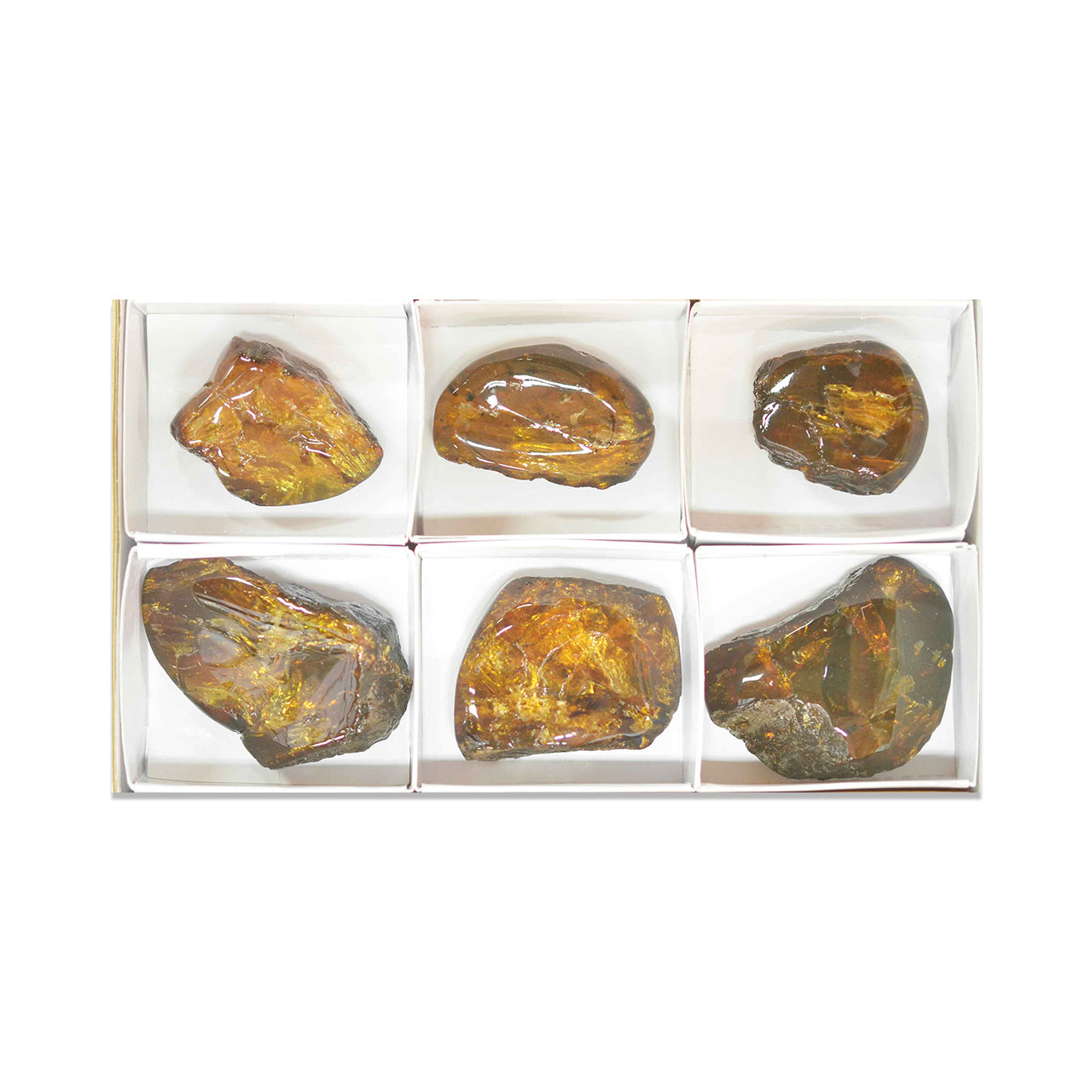 Third alternate front view of six polished Lion’s Mane Sumatra Amber collector pieces arranged in a white flat box with dividers.