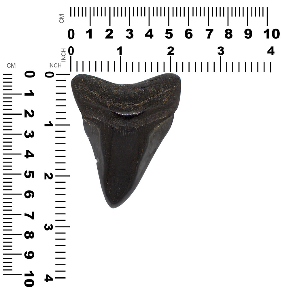 Fossilized Shark Tooth Pendant