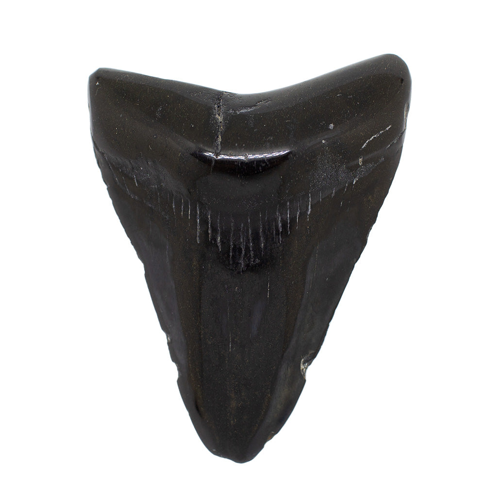 Fossil Megalodon Shark Tooth Specimen