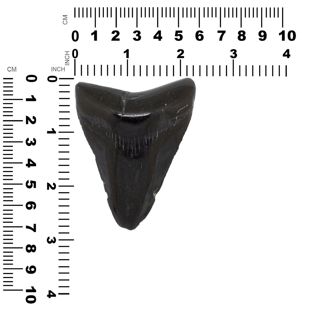 Fossil Megalodon Shark Tooth