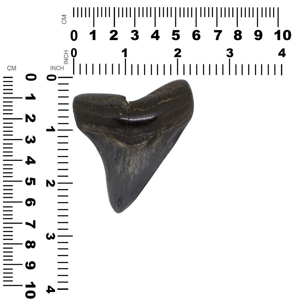 Fossilized Megalodon Shark Tooth
