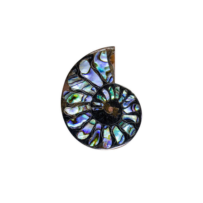 Ammonite with Abalone Shell Inlay Cabochon