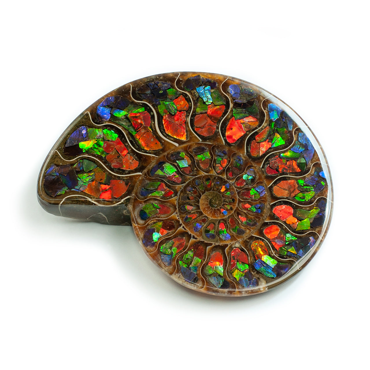 Starborn Half Ammonite with Ammolite Inlay Display Stone (Blue, Green, Red) - 1 Piece