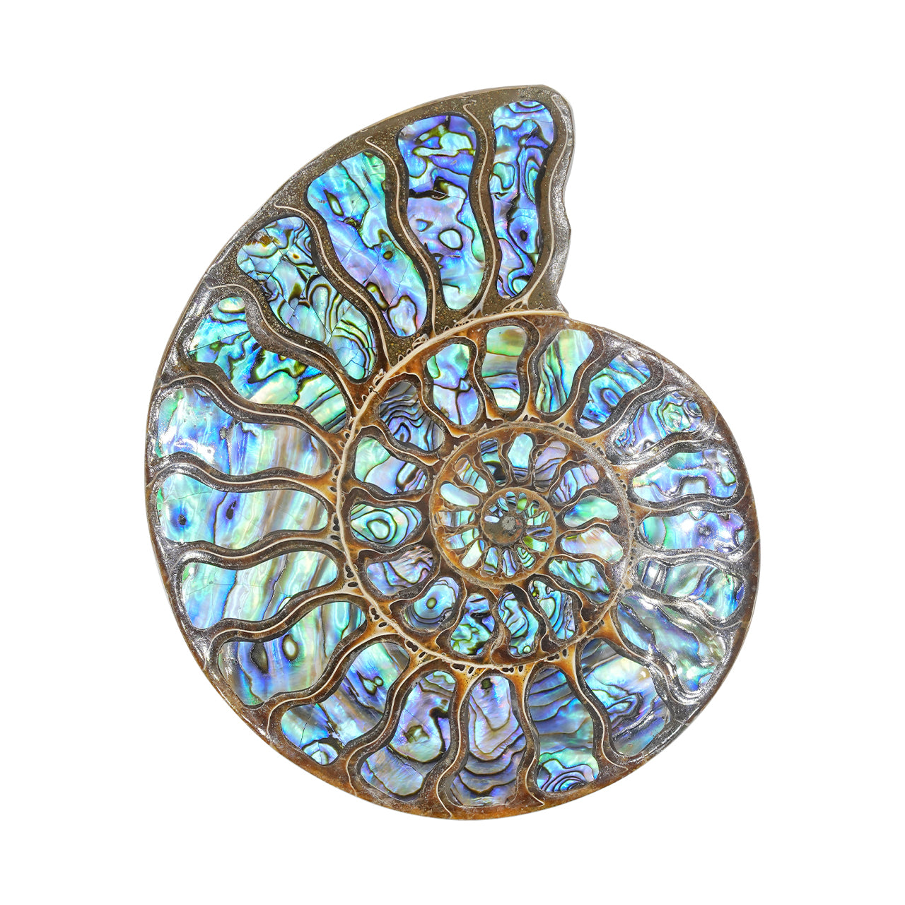 Starborn Ammonit mit Kyanit-Intarsien, Dekostein 7 cm, 1 Stück
