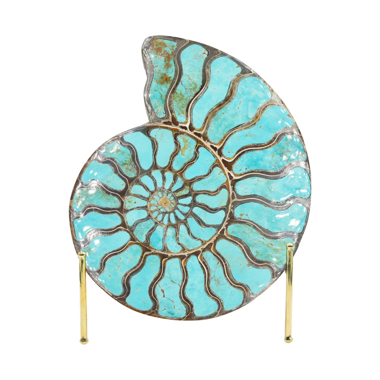 Ammonite Starborn con incrustación de cianita, piedra de exposición de 7 cm, 1 pieza