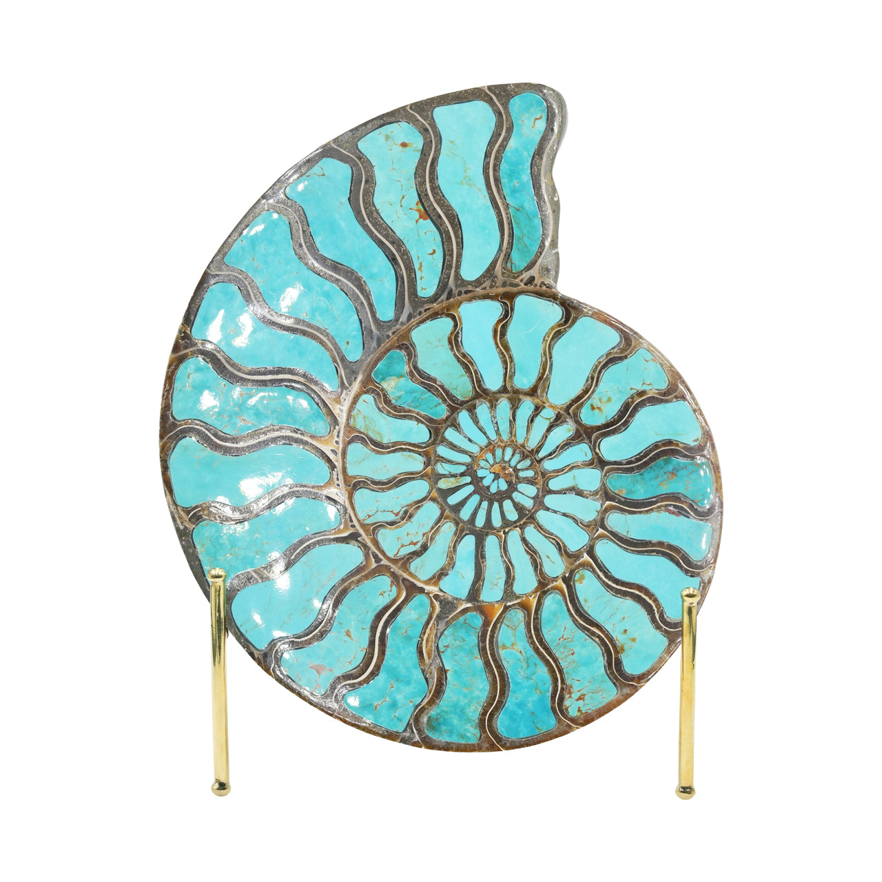 Ammonite Starborn con incrustación de cianita, piedra de exposición de 7 cm, 1 pieza