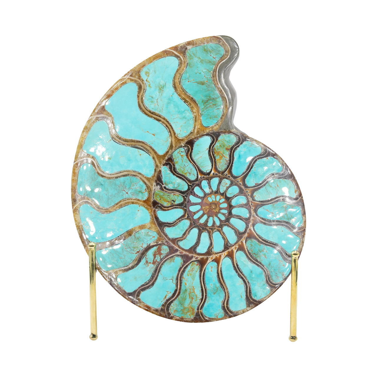 Ammonite Starborn con incrustación de cianita, piedra de exposición de 7 cm, 1 pieza