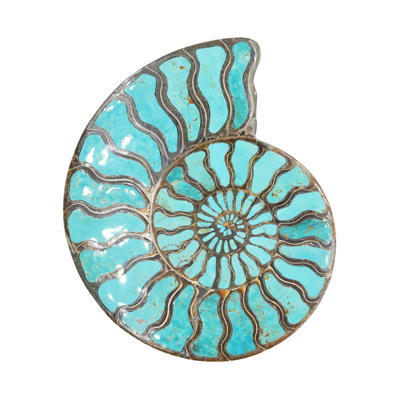 Ammonite Starborn con incrustación de cianita, piedra de exposición de 7 cm, 1 pieza