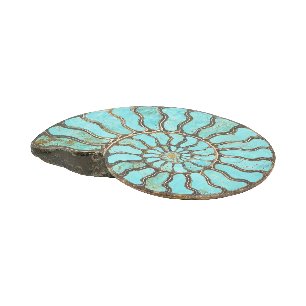 Ammonite Starborn con incrustación de cianita, piedra de exposición de 7 cm, 1 pieza