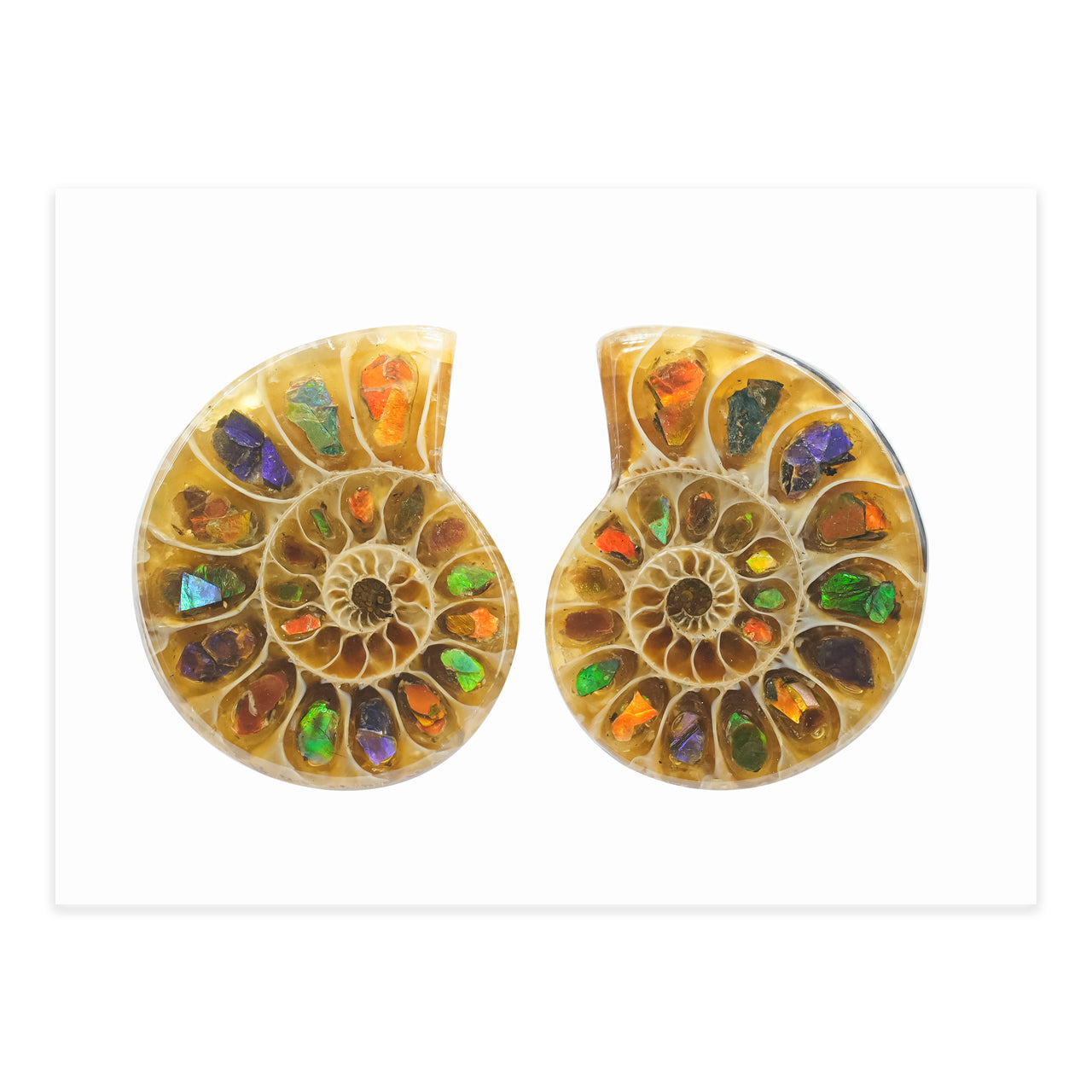 Starborn Ammonit mit Ammolit Inlay Cabochon 25-27 mm - 1 Paar