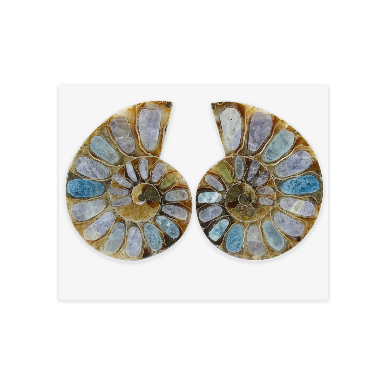 Ammonite Half with Fluorescent Hackmanite Inlay Cabochon 30-34 mm