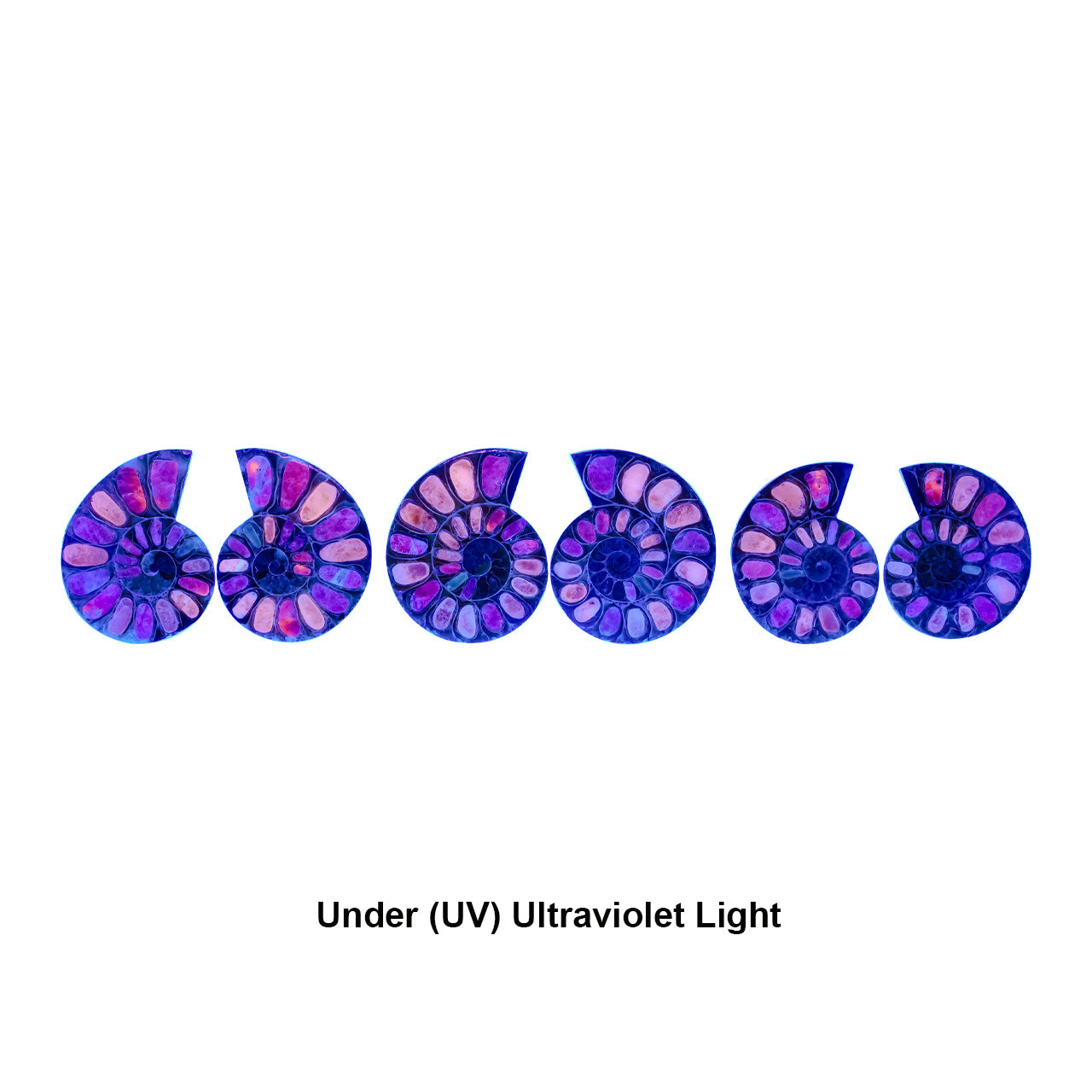 Ammonite Half with Fluorescent Hackmanite Inlay Cabochon 30-34 mm