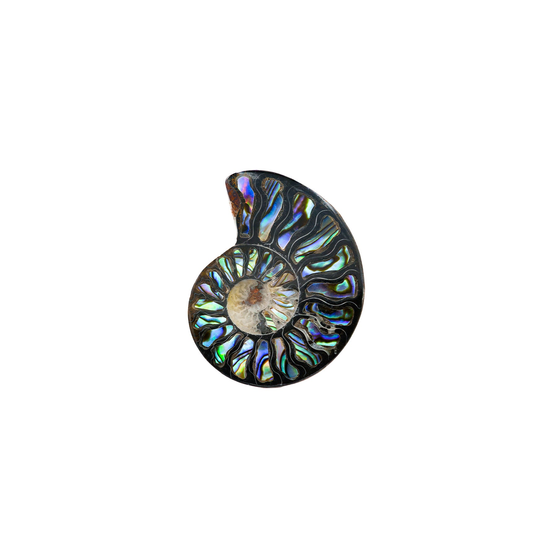 Starborn Ammonit Hälfte mit Abalone Inlay Cabochon 45-48mm - 1 Stück