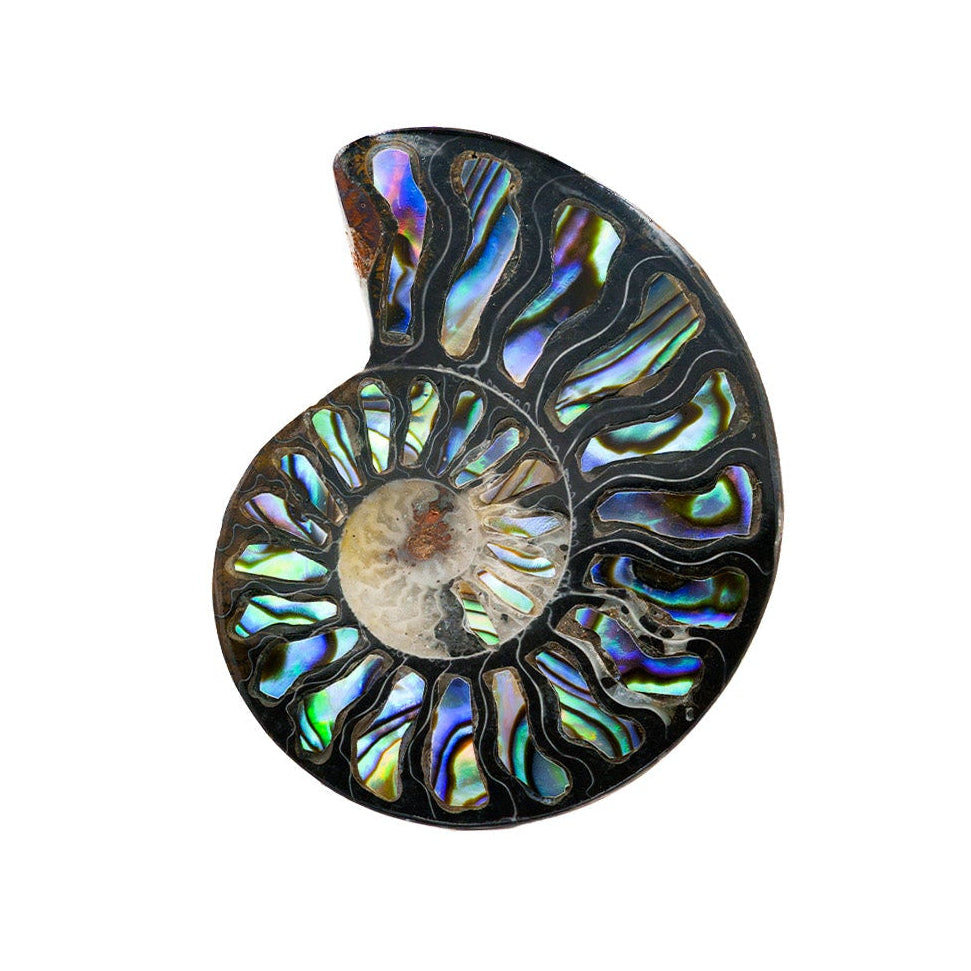 Starborn Ammonit Hälfte mit Abalone Inlay Cabochon 45-48mm - 1 Stück