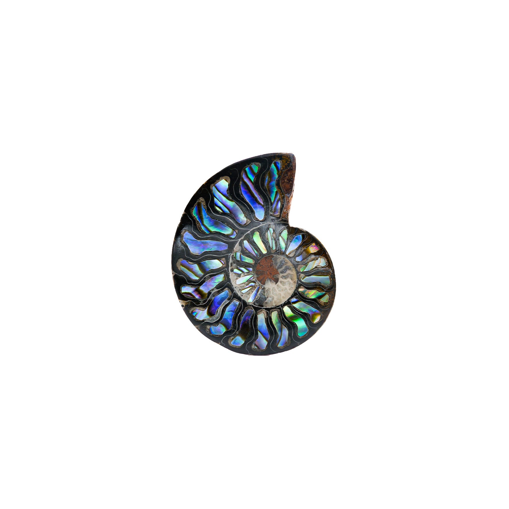 Starborn Ammonite Half with Abalone Inlay Cabochon 45-48mm - 1 Piece