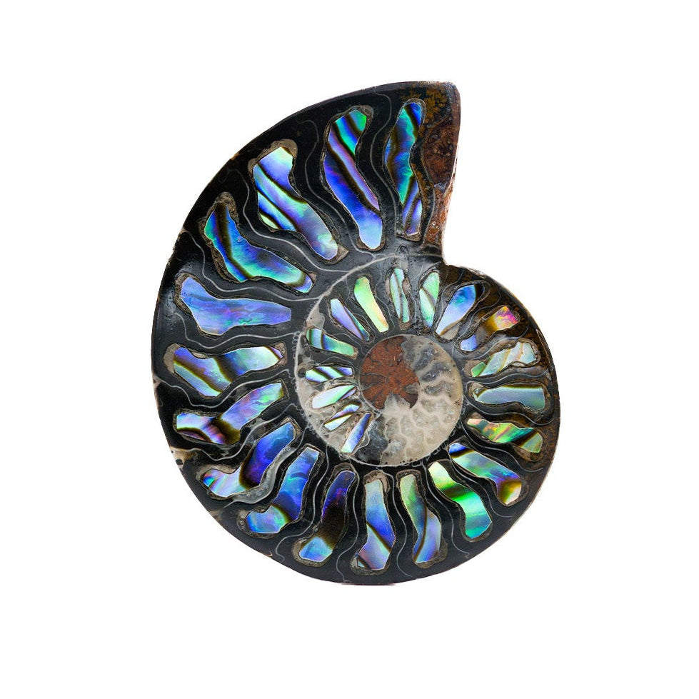 Starborn Ammonit Hälfte mit Abalone Inlay Cabochon 45-48mm - 1 Stück