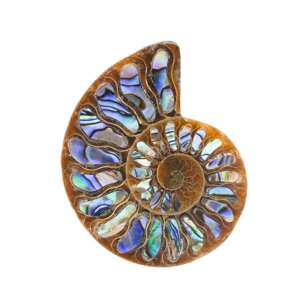 Starborn Ammonit Hälfte mit Abalone Inlay Cabochon 45-48mm - 1 Stück