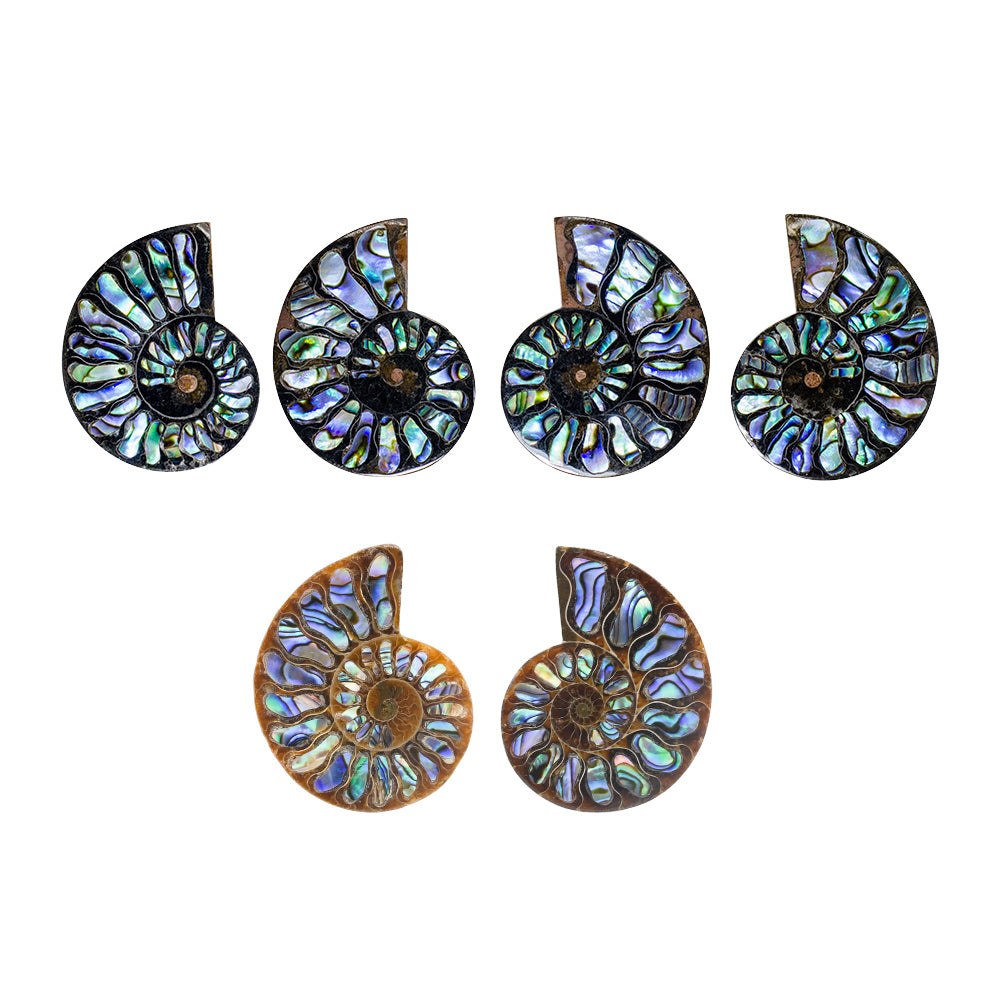 Starborn Ammonit Hälfte mit Abalone Inlay Cabochon 45-48mm - 1 Stück