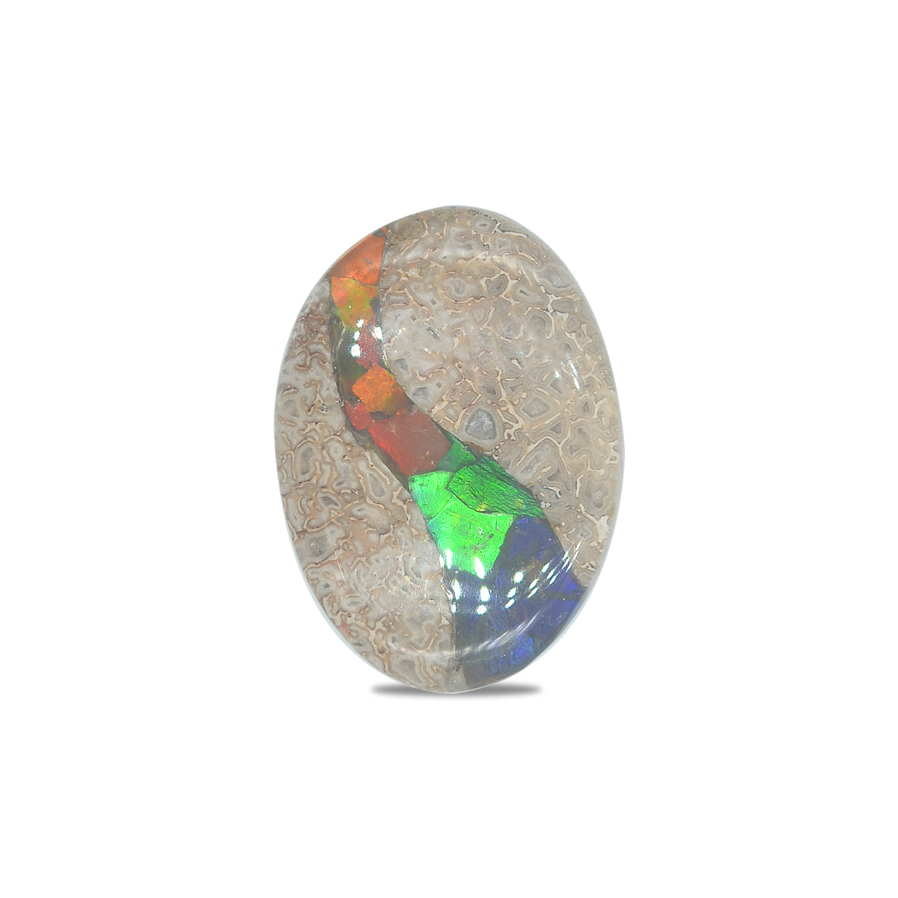 Starborn Fossil Dinosaur Bone with Ammolite Inlay Oval Cabochon - 1 piece