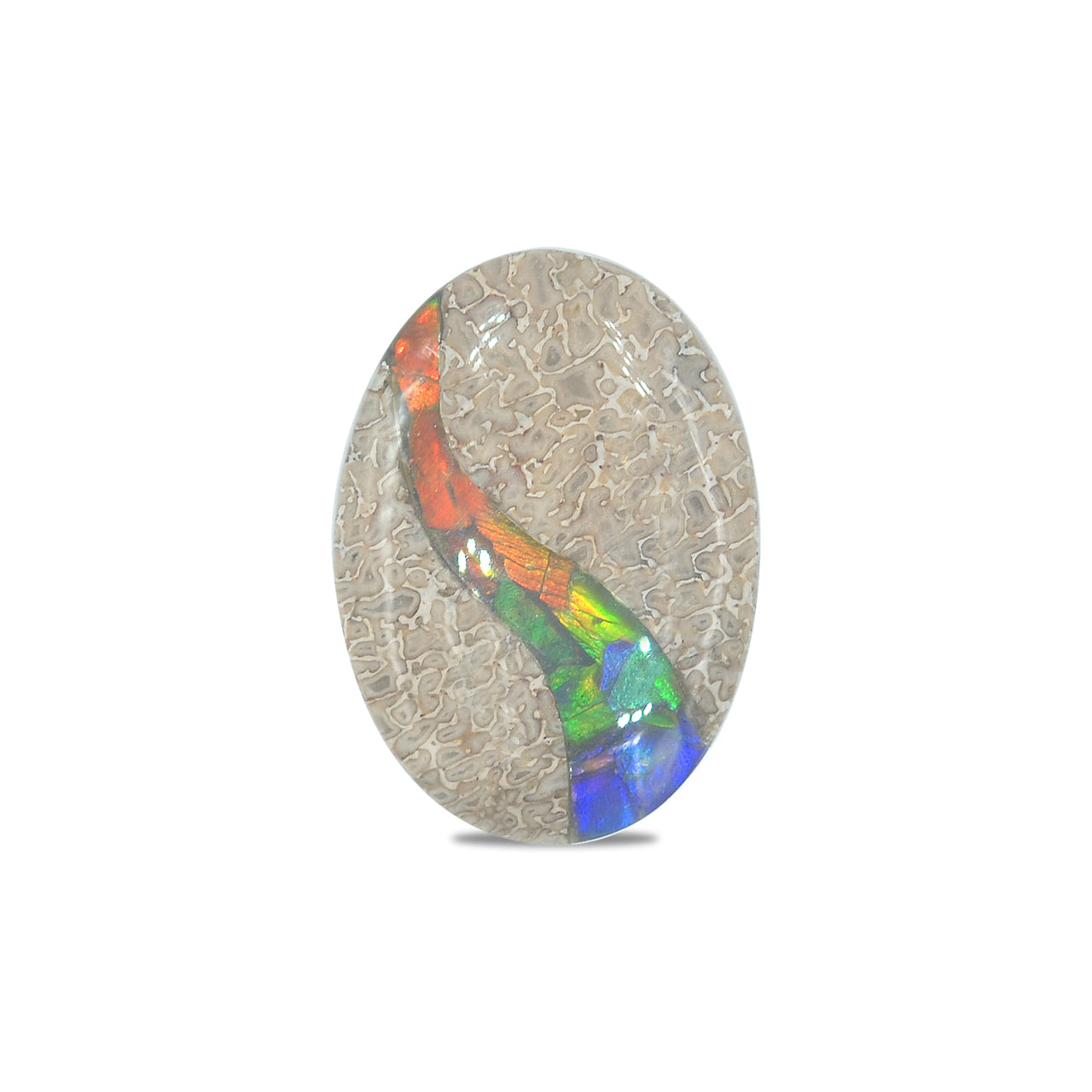 Starborn Fossil Dinosaur Bone with Ammolite Inlay Oval Cabochon - 1 piece
