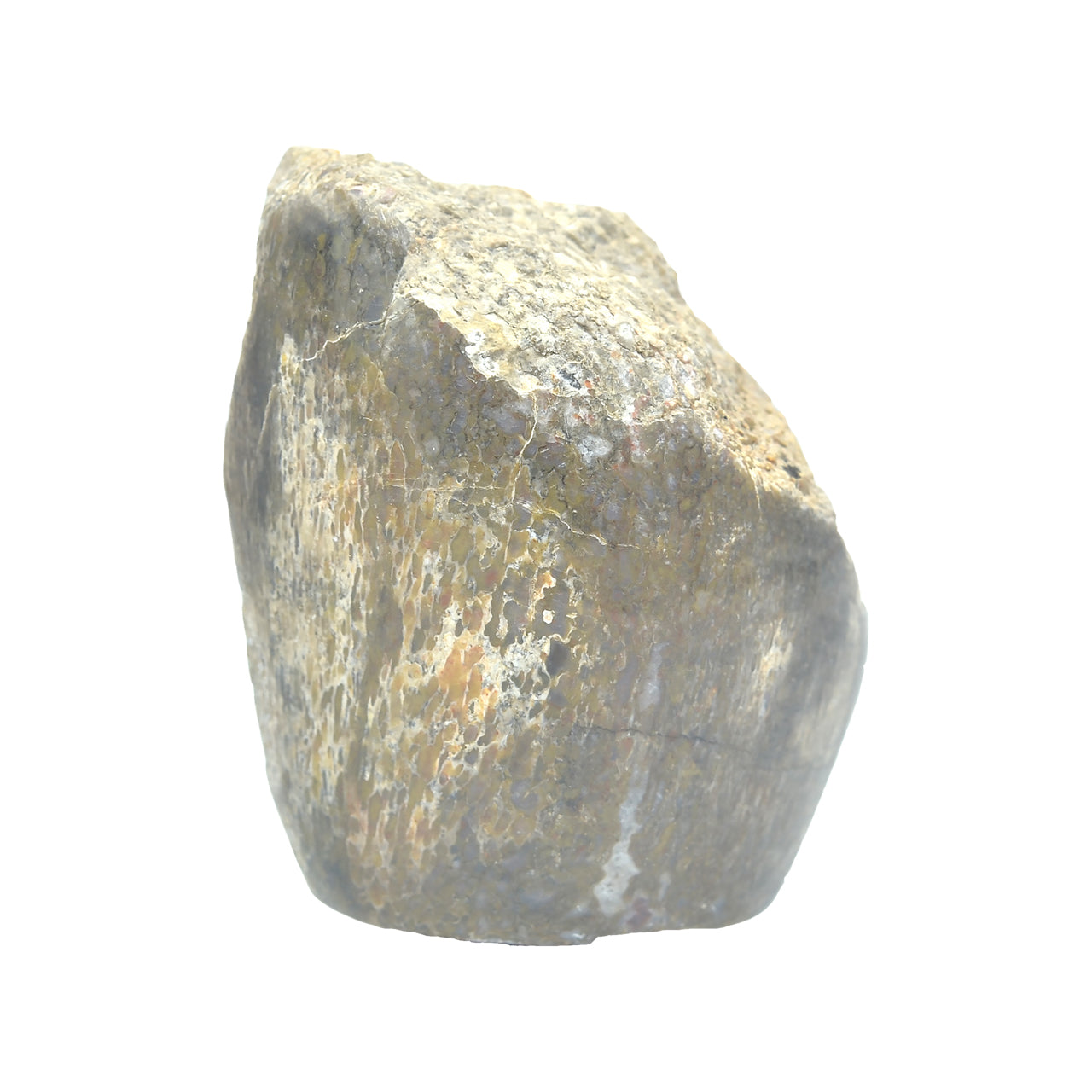 Fossil Dinosaur Bone Collector's Corner Specimen