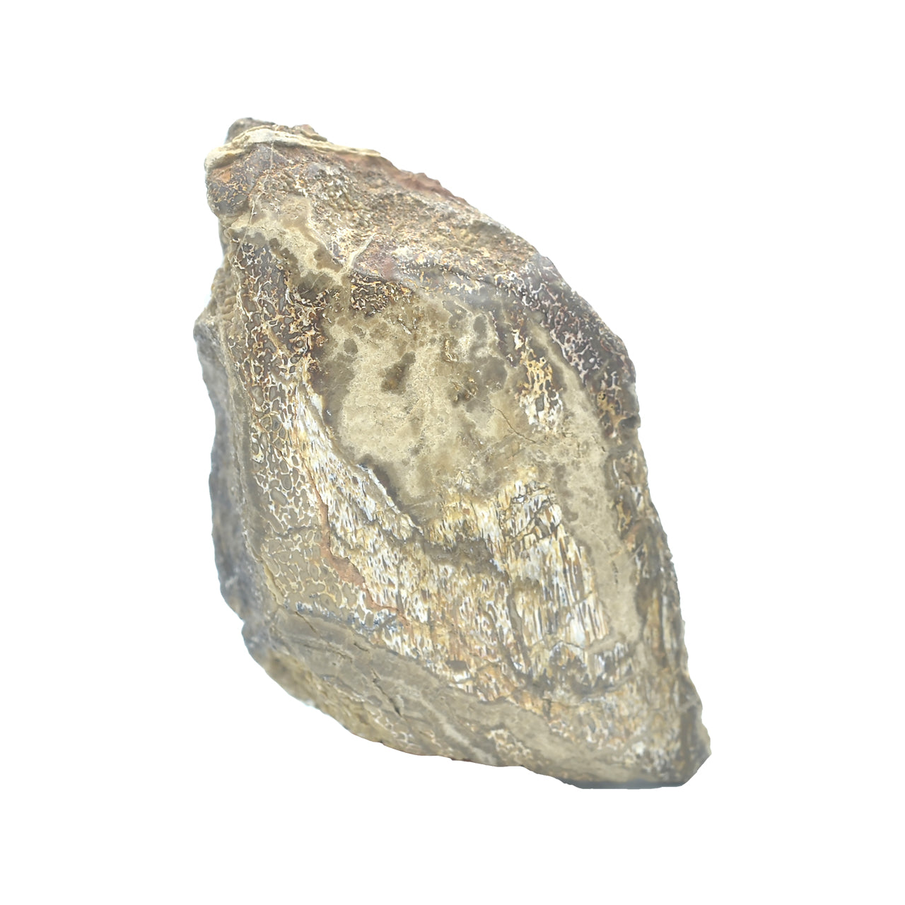 Fossil Dinosaur Bone Collector's Corner Specimen