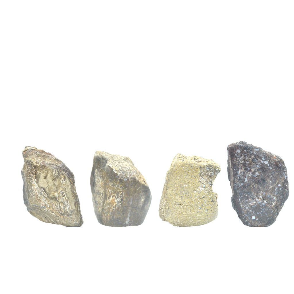 Fossil Dinosaur Bone Collector's Corner Specimen