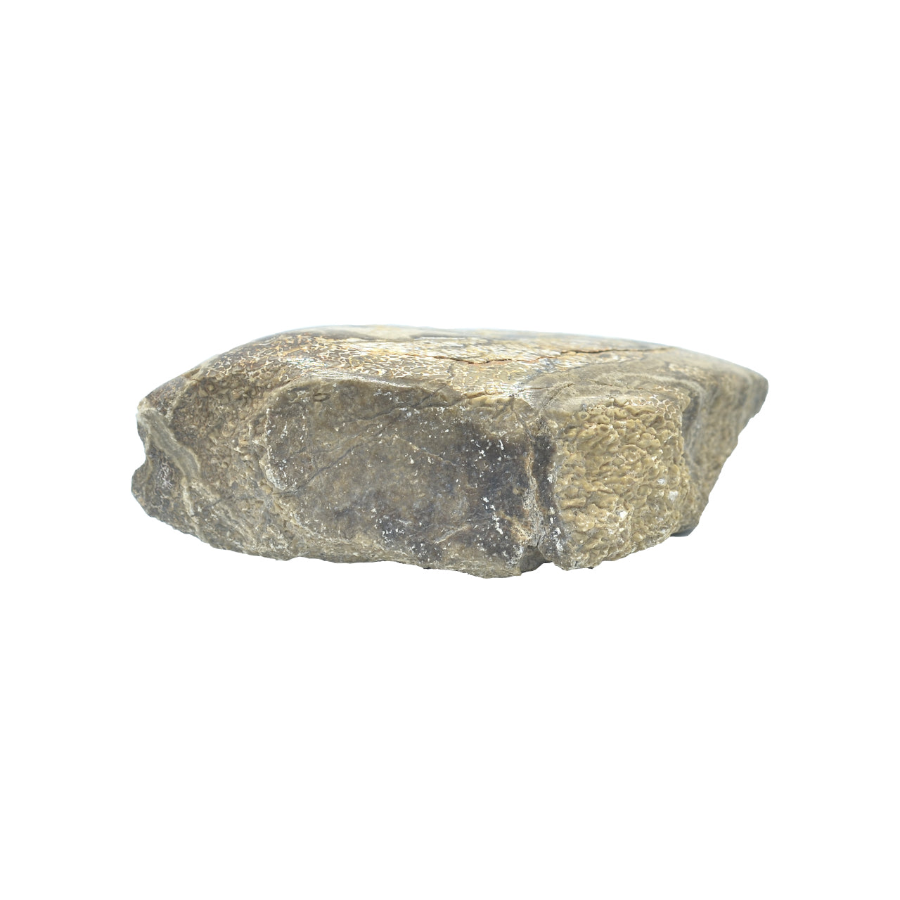 Fossil Dinosaur Bone Collector's Corner Specimen
