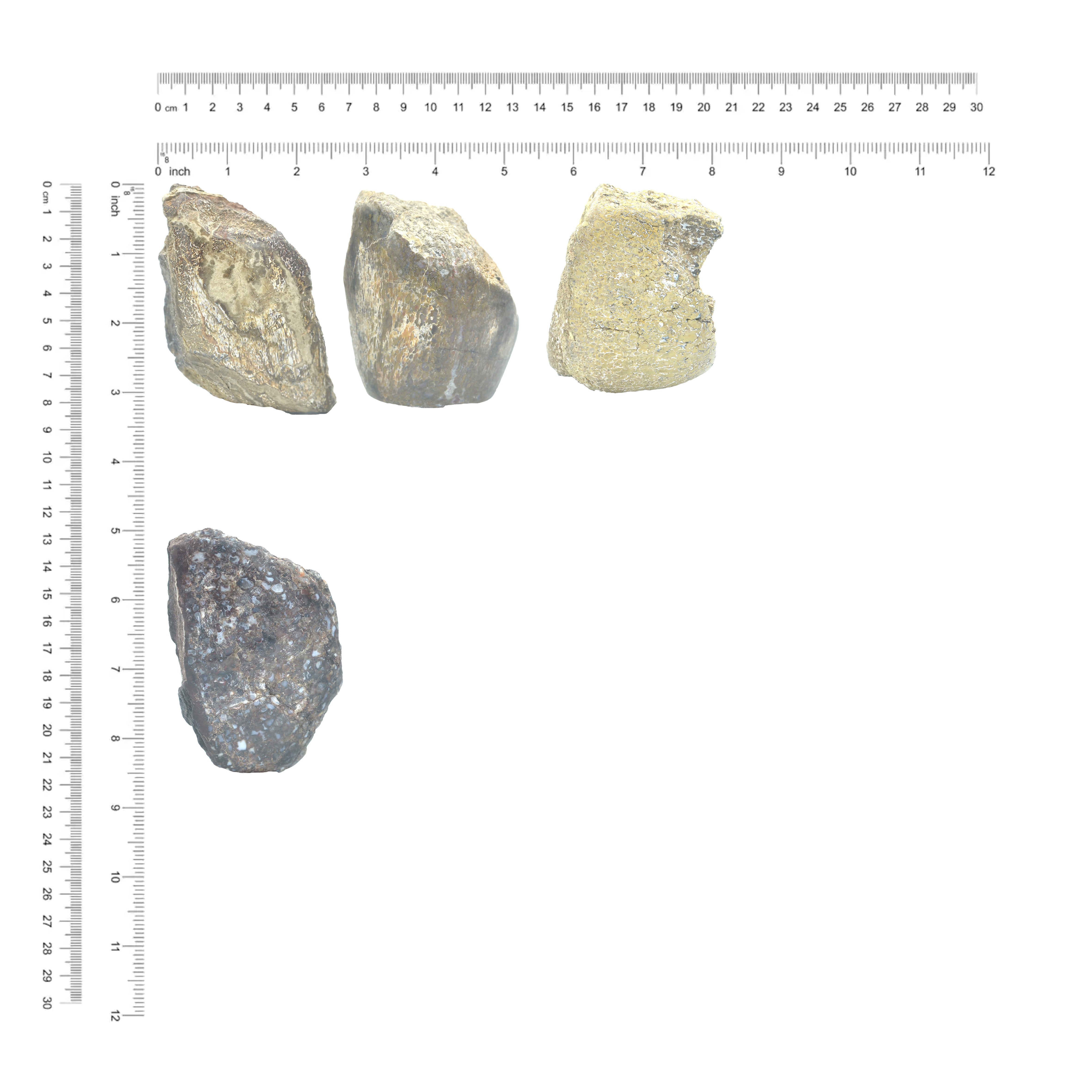 Fossil Dinosaur Bone Collector's Corner Specimen
