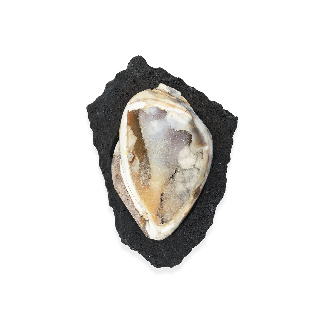Front view of a fossilized drusy shell displayed on a black lava rock stand showing an organic shell interior with tiny crystal sparkle