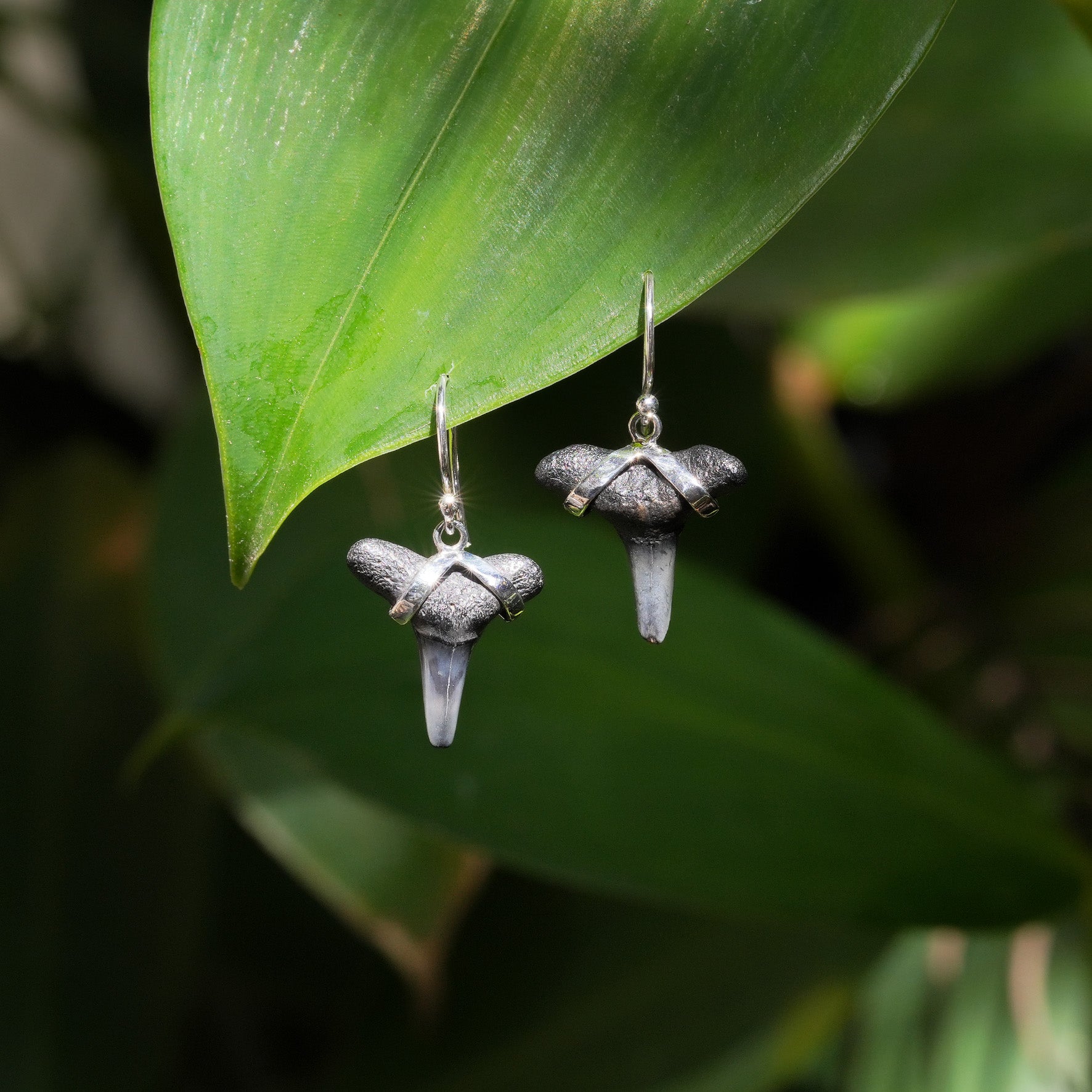 Starborn Dark Fossil Shark Tooth Sterling Silver Earrings