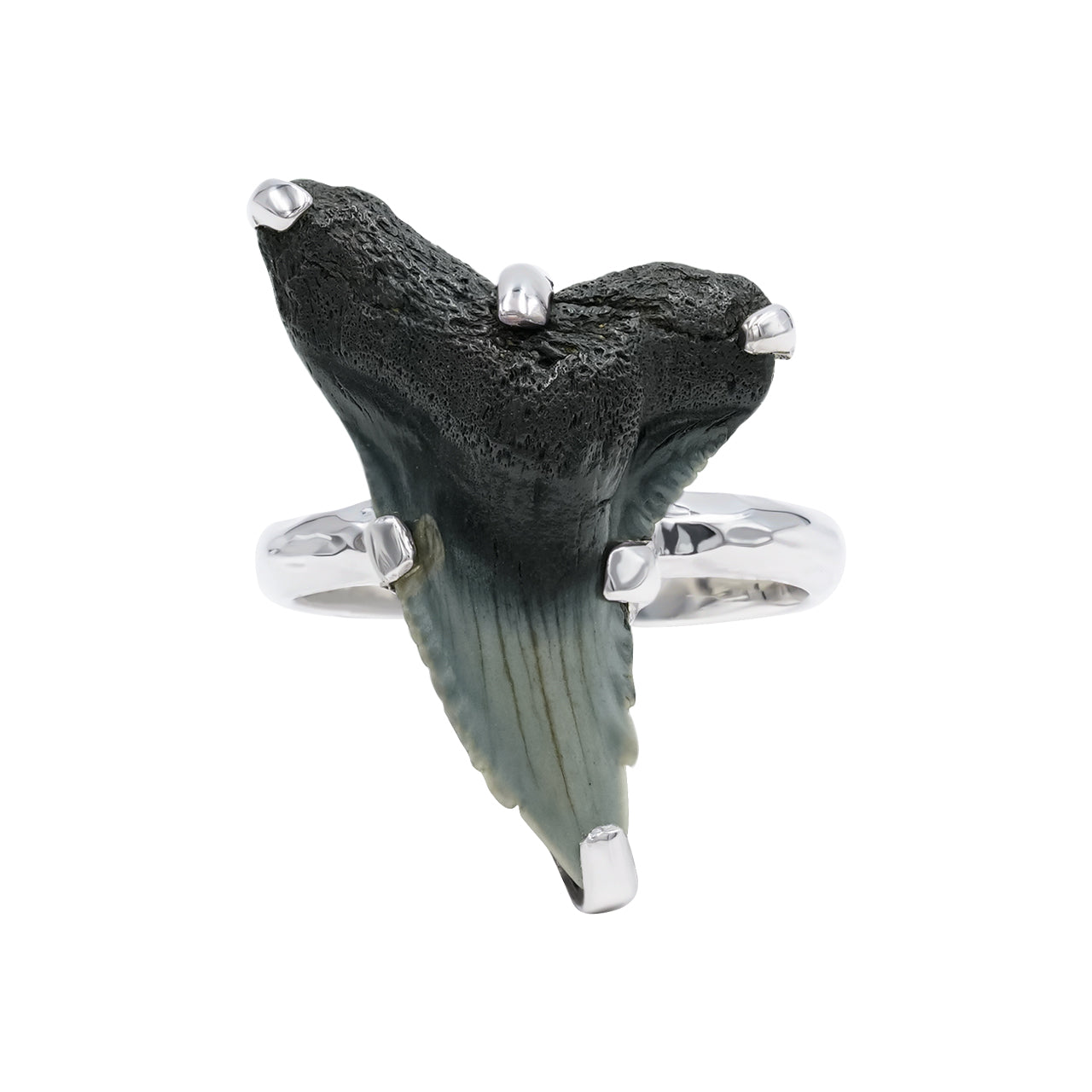 Starborn Fossil Shark Tooth Ring in Fine Sterling Silver