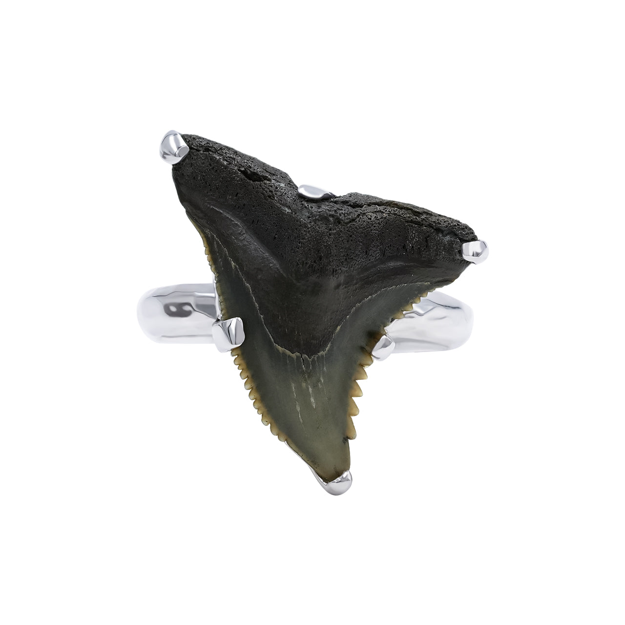 Starborn Fossil Shark Tooth Ring in Fine Sterling Silver