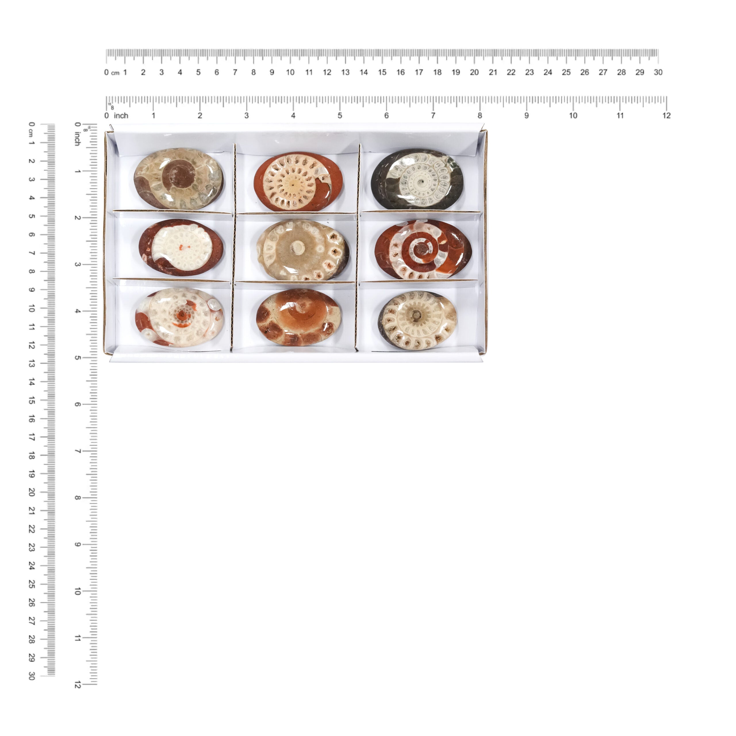 Timor Ammonite Palm Stones 250 grams - 9 pieces