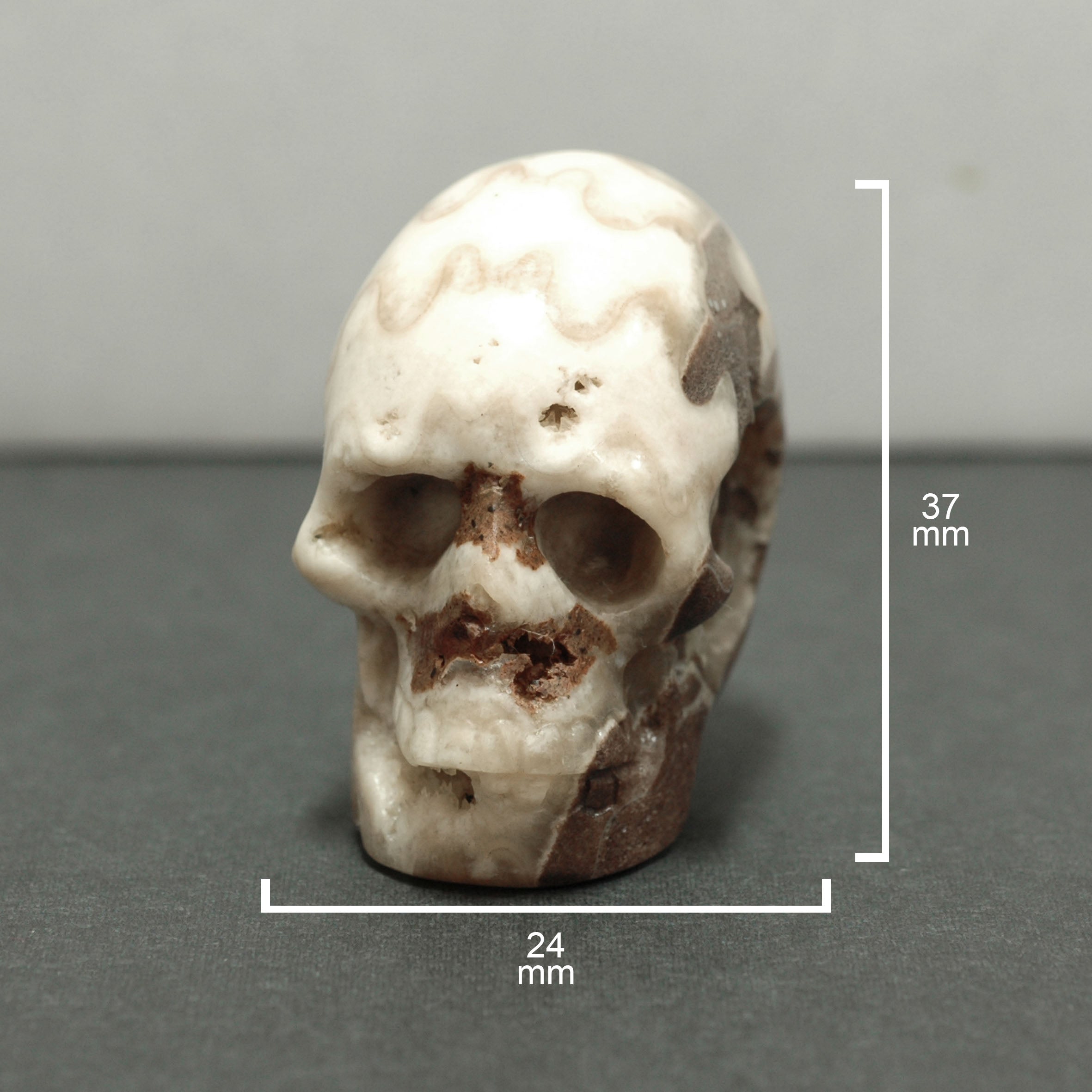 Starborn Timor Ammonite Skull Carving 480 cts - 1 Piece