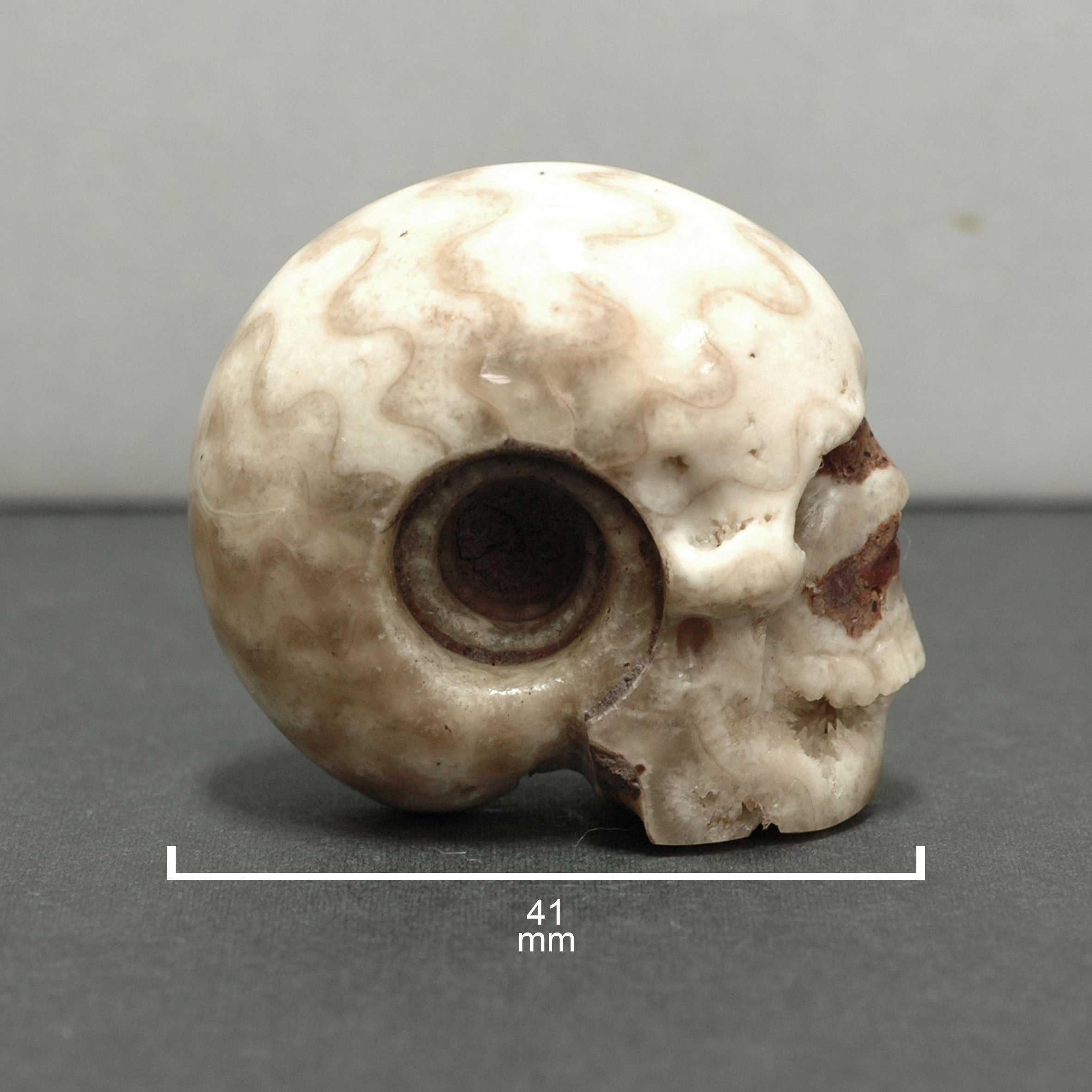 Starborn Timor Ammonite Skull Carving 480 cts - 1 Piece