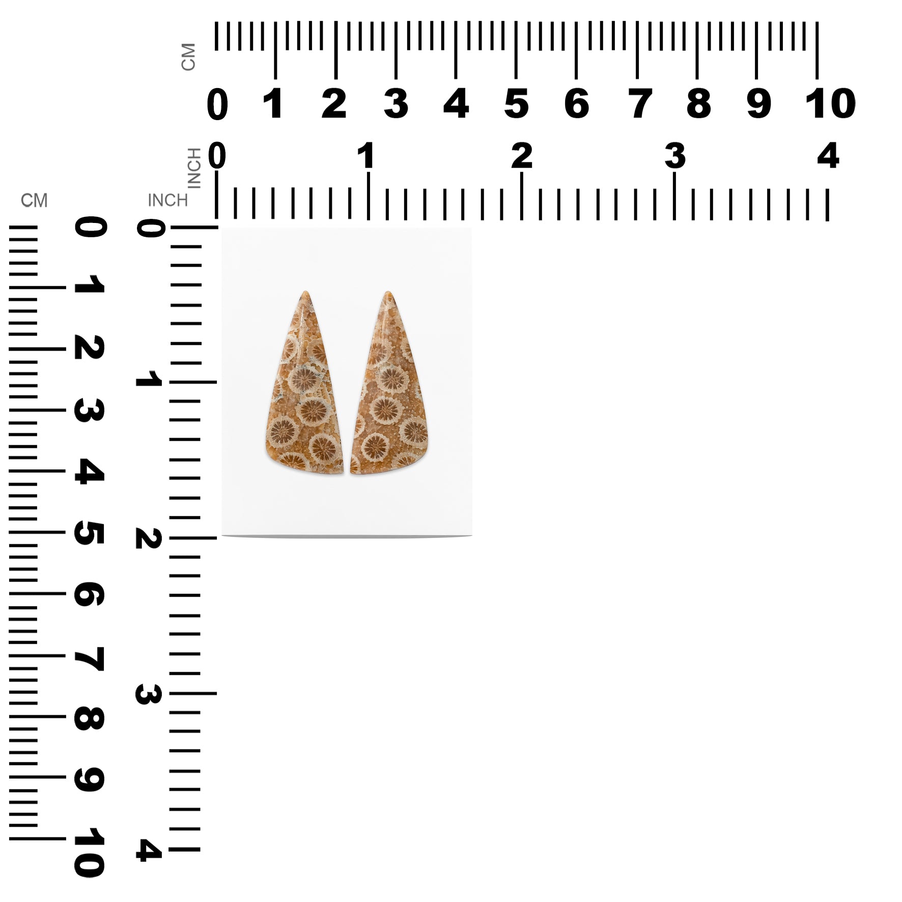 Fossil Coral Freeform Cabochon 31x13 mm