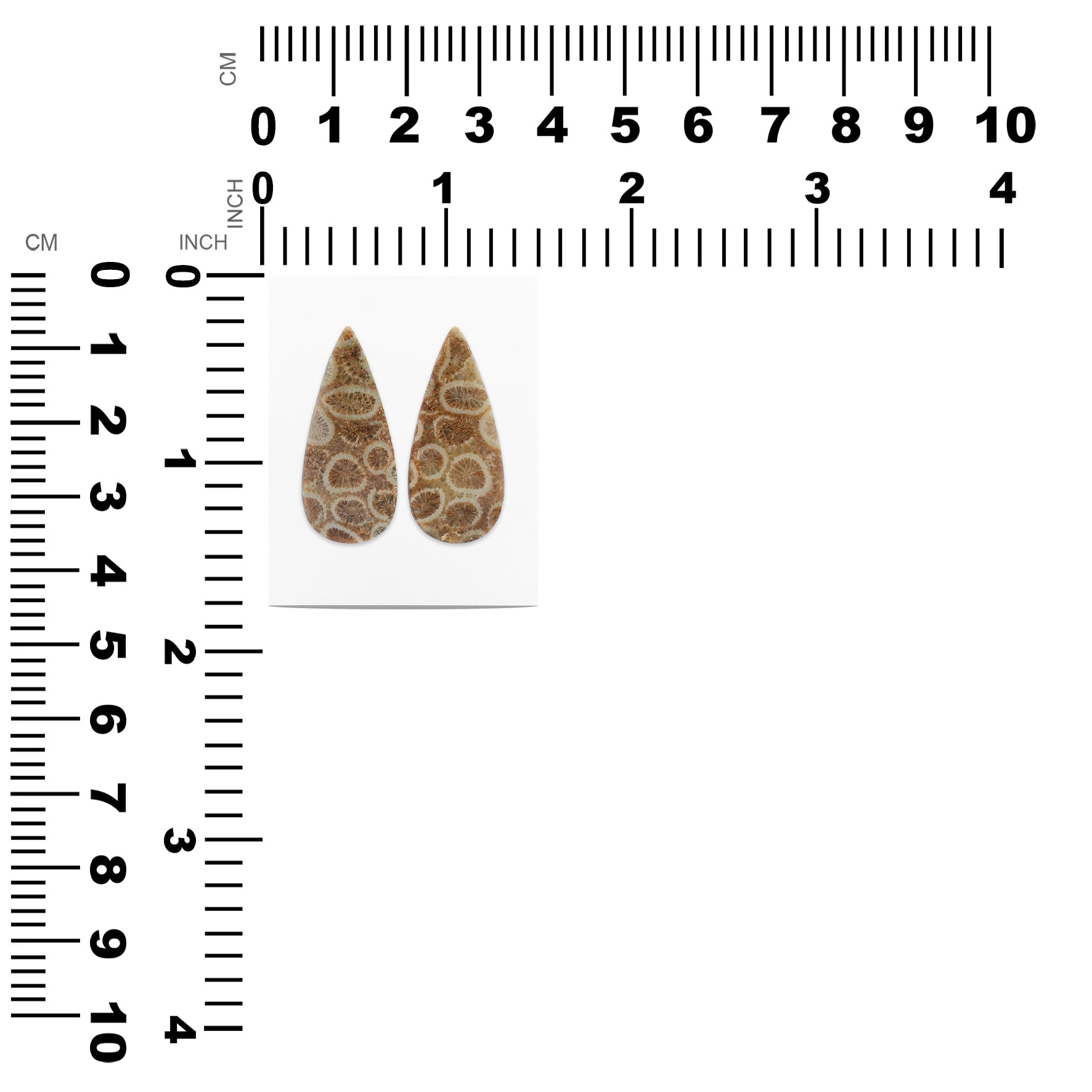 Fossil Coral Marquise Cabochon 31x13 mm
