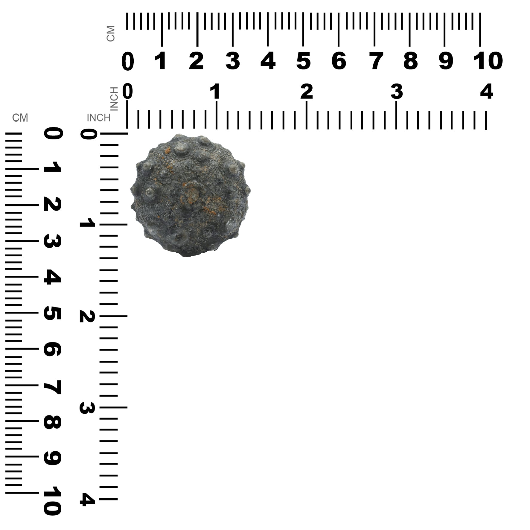 Fossil Sea Urchin 174.9cts