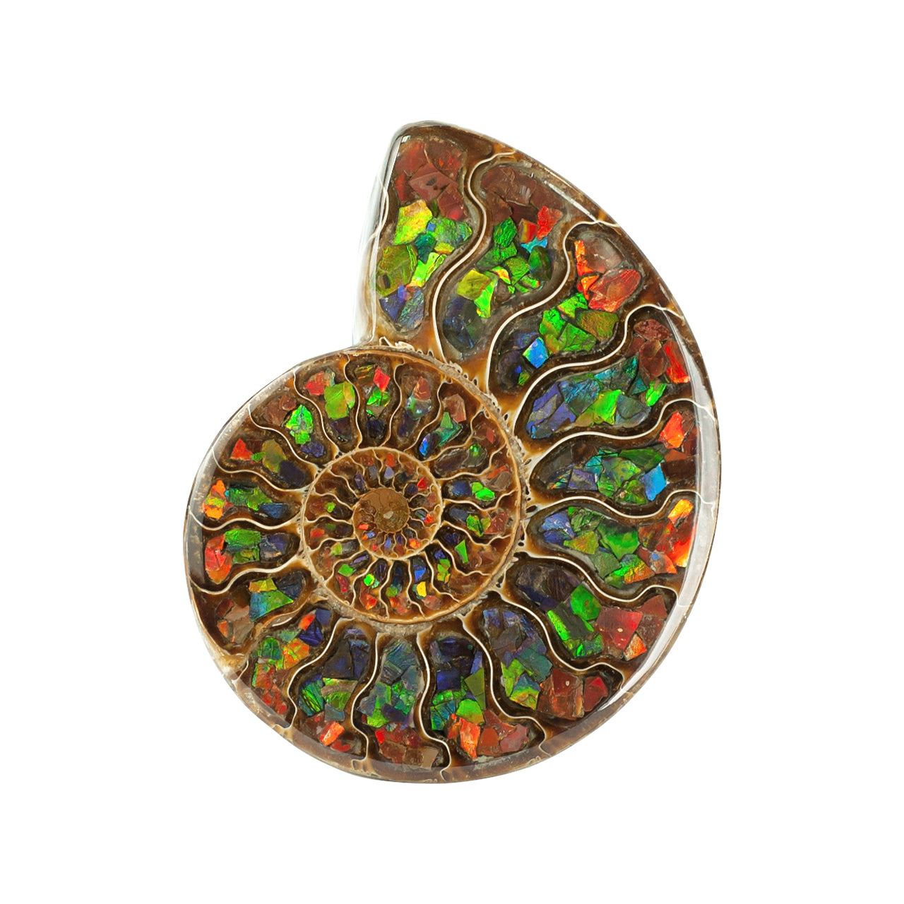 Ammonite with Ammolite Inlay with brass stand  11 - 12 cm