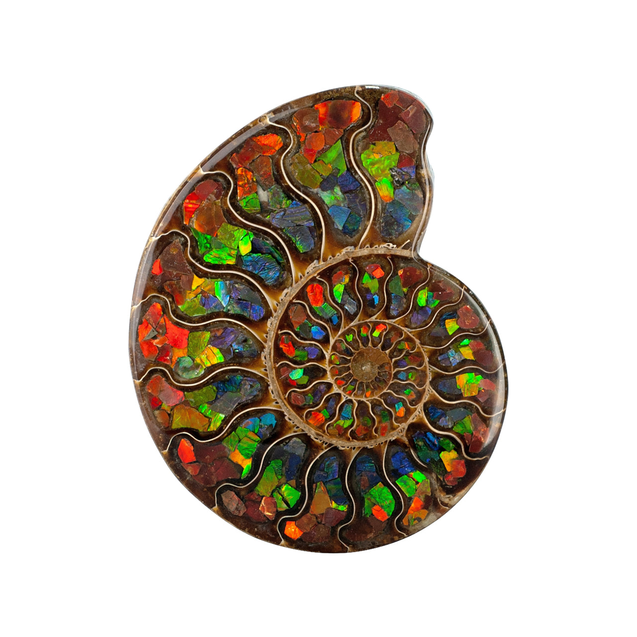 Ammonite with Ammolite Inlay with brass stand  11 - 12 cm