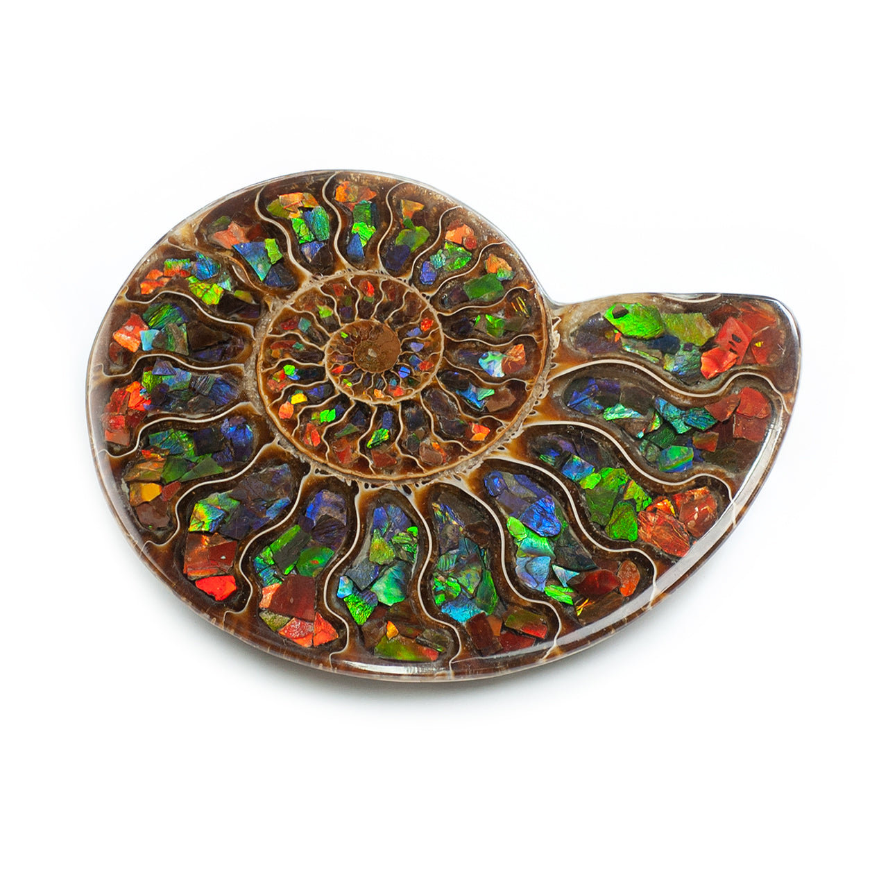 Ammonite with Ammolite Inlay with brass stand  11 - 12 cm