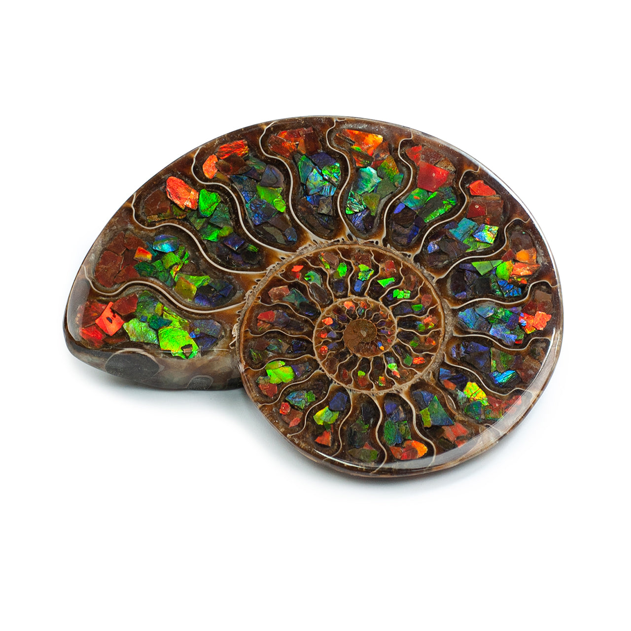 Ammonite with Ammolite Inlay with brass stand  11 - 12 cm