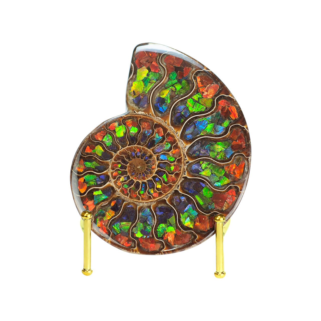 Ammonite with Ammolite Inlay with brass stand  11 - 12 cm