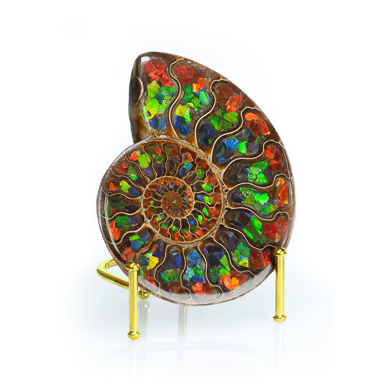 Ammonite with Ammolite Inlay 11 - 12 cm