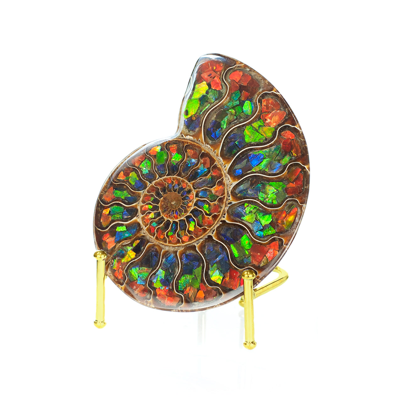 Ammonite with Ammolite Inlay 11 - 12 cm