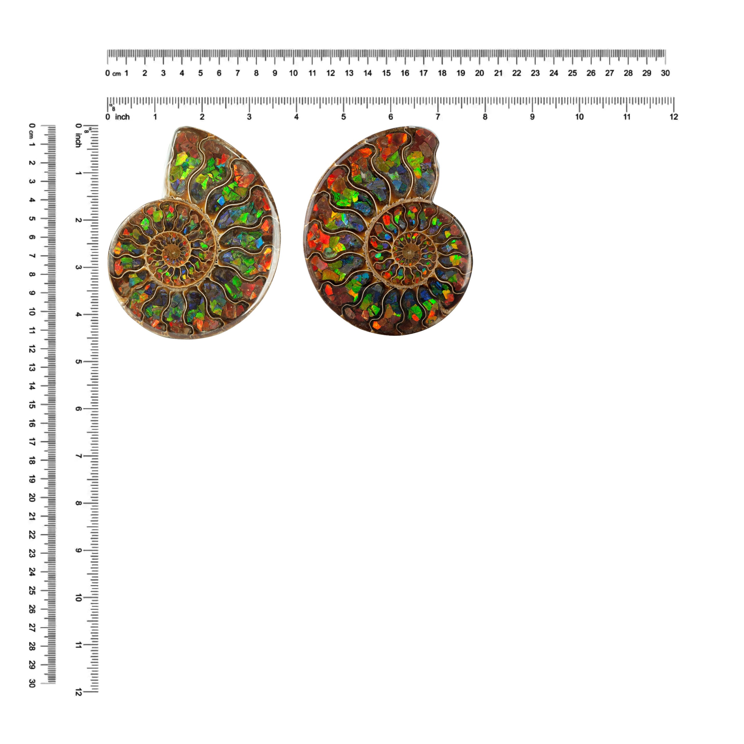 Ammonite with Ammolite Inlay 11 - 12 cm