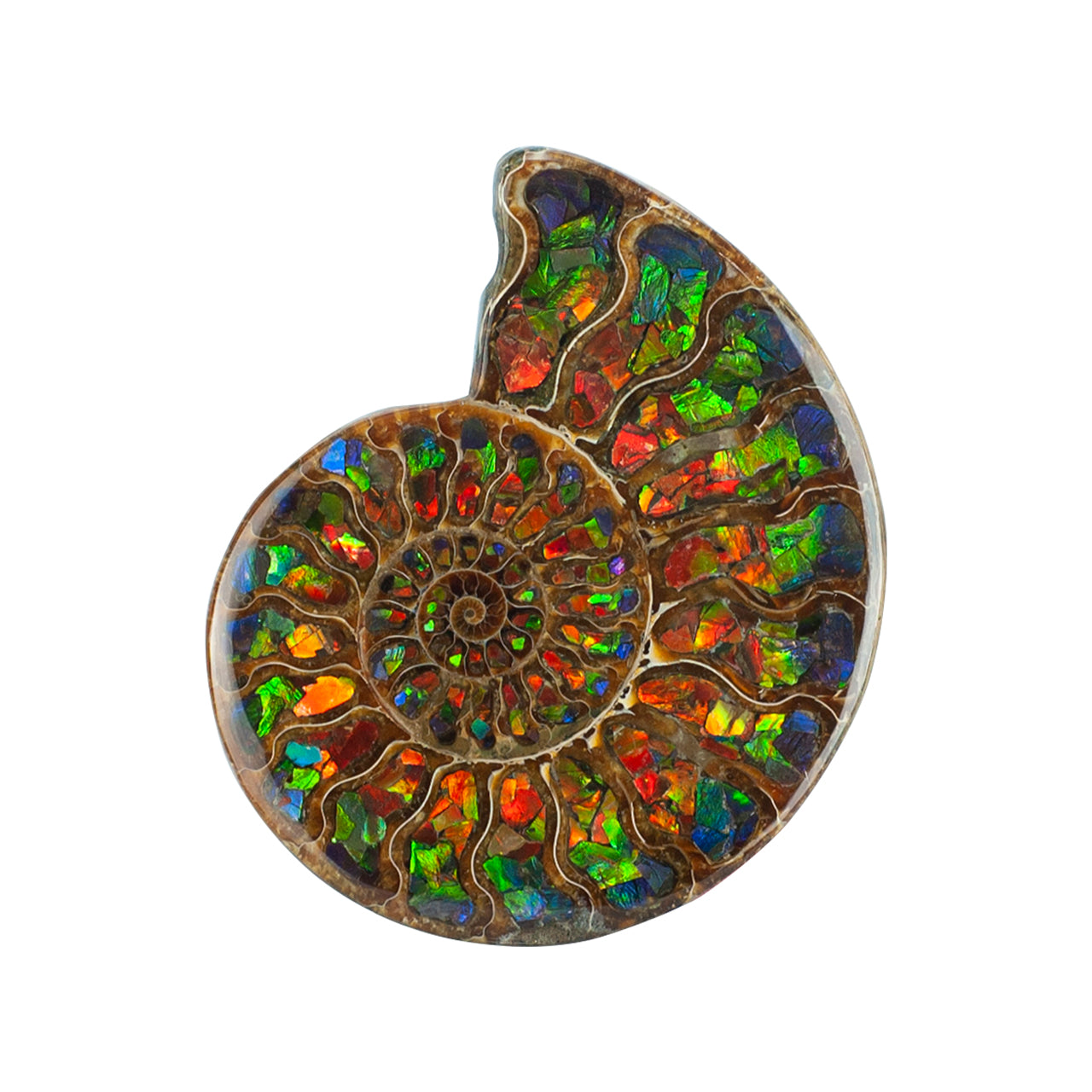 Ammonite with Ammolite Inlay 12-13 cm